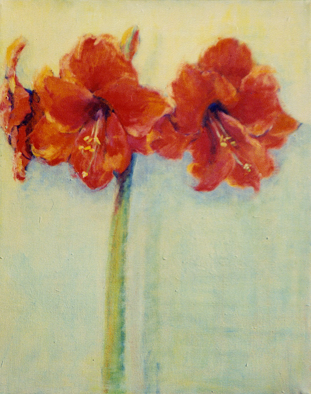 Single Stem Amaryllis
