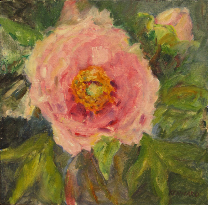 Tree Peony
